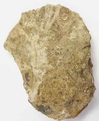 Fenestella retiformis, Devonian, Eifel, GER