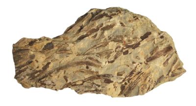 Taeniocrada decheniana, Lower Devonian, GER