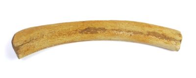 Mammoth bone