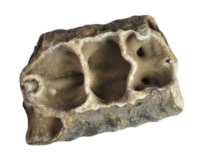 Ammonit: Kammerscheidewand und Sipho, mit Quarzrasen