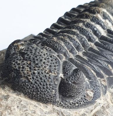 Phacops, Devonian, MAR