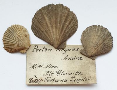 Pecten elegans, Miocene, PL