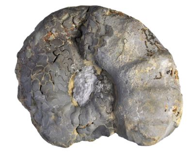 Ceratites sp., Muschelkalk, DE