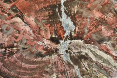 Large slab of Araucaria wood (polished), silicified