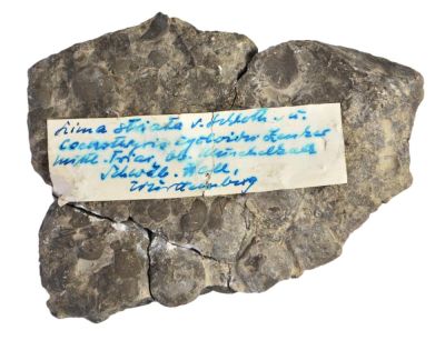 Bivalve: Lima striata; shell limestone, DE