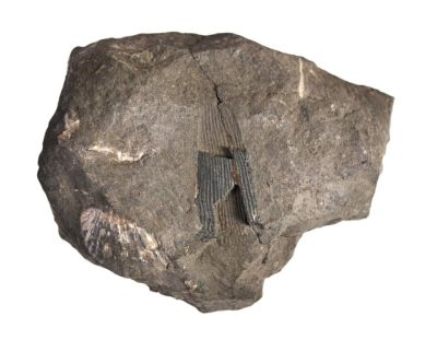 Fin spine, Devonian, Eifel