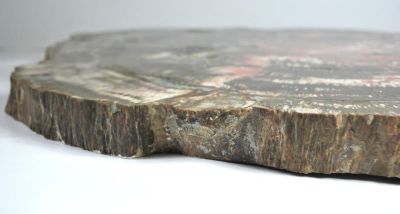 Petrified araucaria wood ( polished)