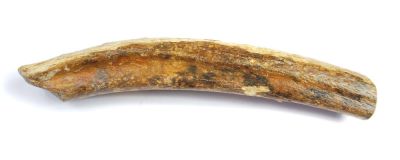 Mammoth: Bone