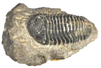 Phacops, Devonian, MAR