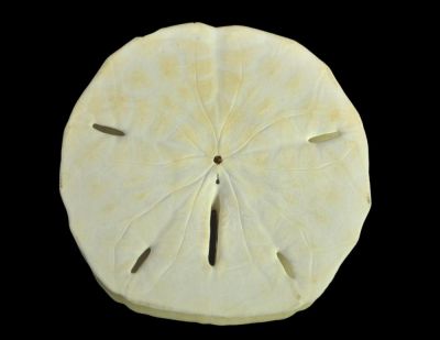 Sand dollar; Encope, Miocene; USA