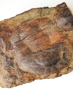 Trilobit: Ectillaenus giganteus, Ordovizium, ES