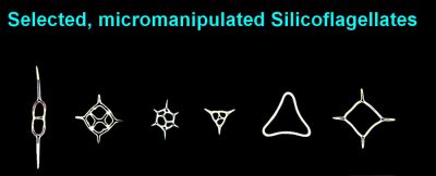 6 Silicioflagellates, arranged mount
