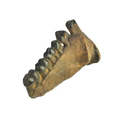 Abguss: Dryopithecus frickae, Mandibelfragment