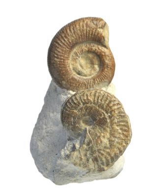 Jurassisc ammonite aggregate, FRA