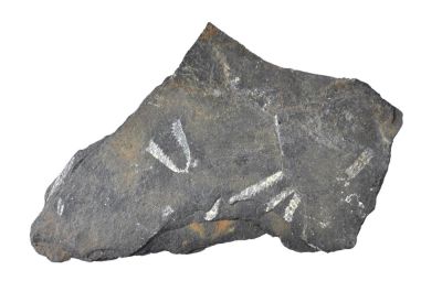 Graptolite: Didymograptus murchisoni (BECK), GB