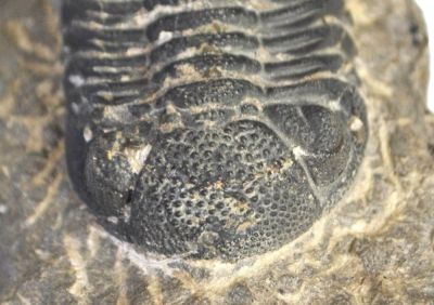 Phacops, Devonian, MAR