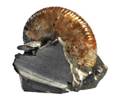 Scaphites sp.