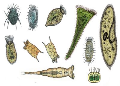 Plankton, Streupräparat
