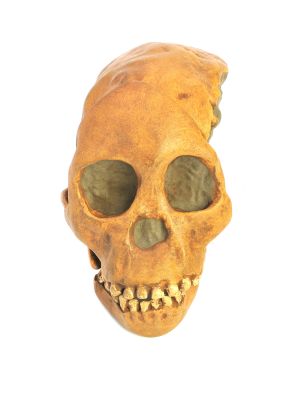 Abguss: Australopithecus africanus