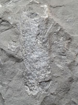 Lepidostrobus, Carboniferous; Aachen, GER