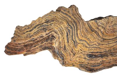 Stromatolith, Kambrium (ca. 5 x 17 cm)