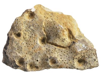 Heliolites porosus, Devonian, GER