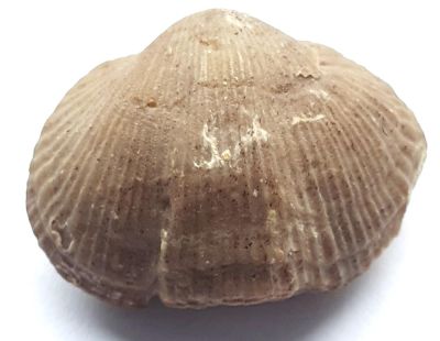 Oxoplecia gouladi; Ordovician; USA