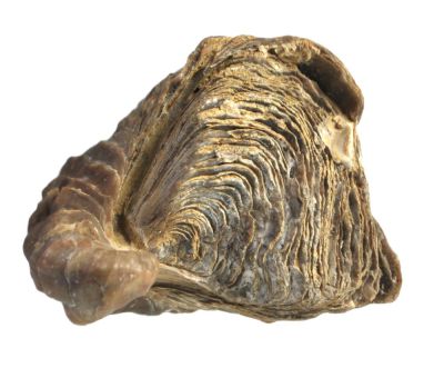 Texigryphaea mucronata, Cretaceous, Oklahoma, USA