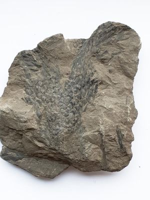 Lepidostrobus, Carboniferous; Dortmund, GER