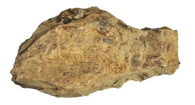 Taeniocrada decheniana, Lower Devonian, GER