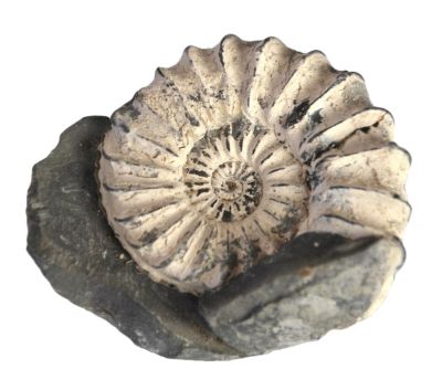 Pleuroceras spinatum, Jurassic, GER