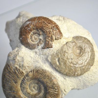 Jurassisc Ammonite Aggregate, FR