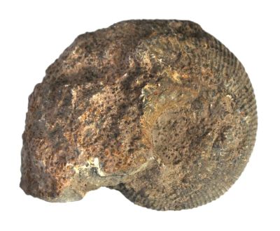 Macrocephalites macrocephalus, Jurassic, GER