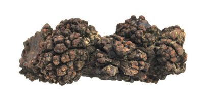 Big coprolite (9 cm)