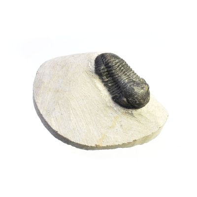 Trilobite (ca. 1.5 cm), Devonian, MAR