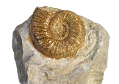 Orthospinctes sp., Jurassic, GER