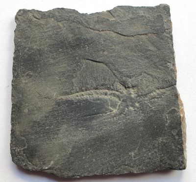 Asteroidea / Ophiuroidea, Devonian, Bundenbach