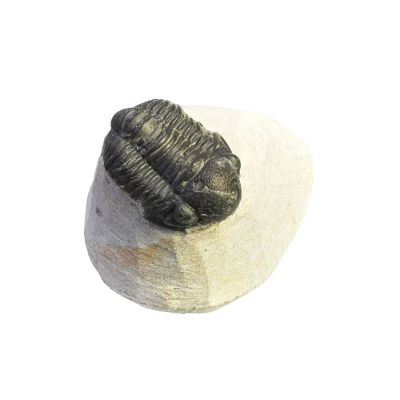 Trilobit, Devon, ca. 1,5 cm