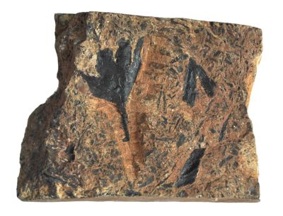 Gingko leaf, Lower Cretaceous, GER