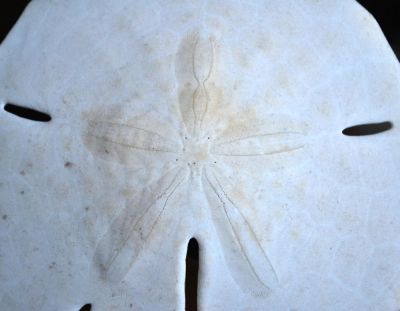 Sand dollar; Encope, Miocene; USA