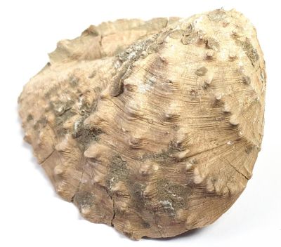 Clavotrigonia lusitanica, Jurassic, PRT