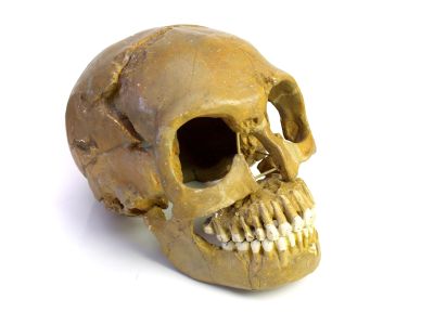 Abguss: Homo neanderthalensis, "Homo mousteriensis"