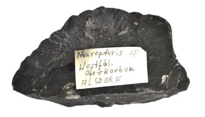 Neuropteris, Carboniferous, GER