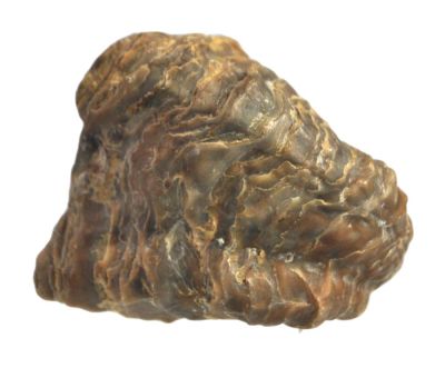 Texigryphaea mucronata, Cretaceous, Oklahoma, USA