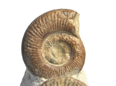 Jurassisc ammonite aggregate, FRA