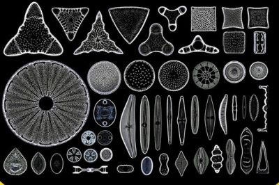 10 Diatoms, arranged mount - "Diatomarium"