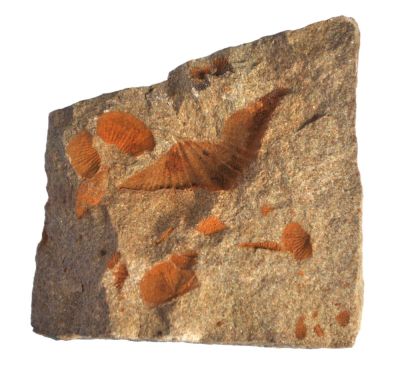 Tentaculites schlotheimi & Plebejichonetes & Spiriferida, Devonian, GER