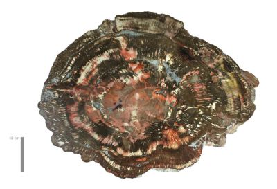 Petrified araucaria wood ( polished)