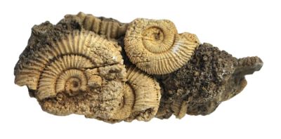 Dactylioceras athleticum, Lower Jurassic, GER