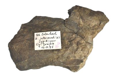 Homalonotus intermedius, Devonian, GER